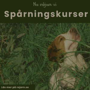 Vi Letar Röjare! - 1