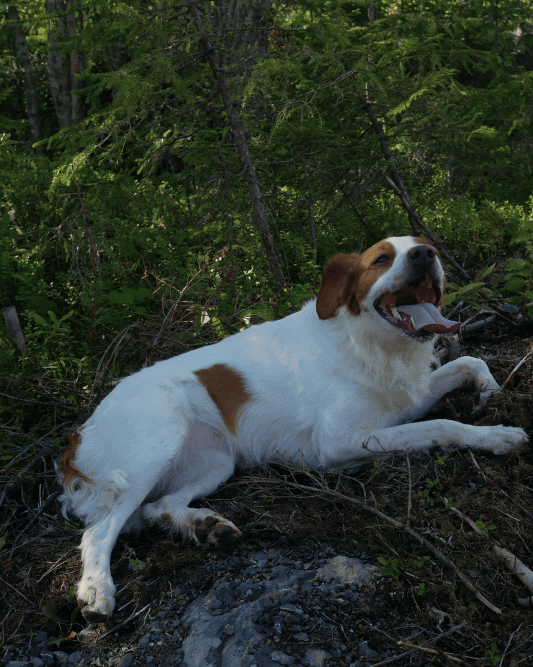 Doris är 4 år och är av rasen Breton. Hon har jättemycket energi och är duktig på att lära sig saker.